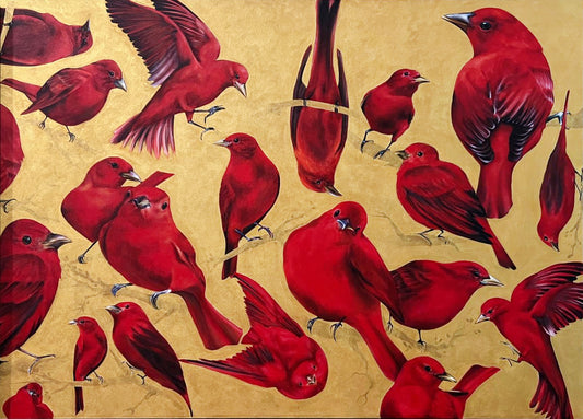 Piranga Rubra - Melissa Matamoros